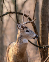 Deer with one antler, photo from profile.