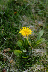 a single yellow flower sitting on the ground by some grass