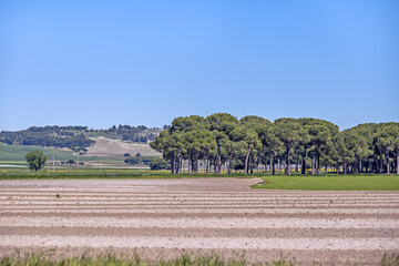 Breathe deeply between holm oaks and see the wide landscape of the Duero - obrazy, fototapety, plakaty