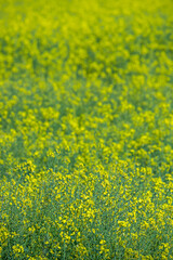 field of yellow flowers of a rapeseed plant with green stem