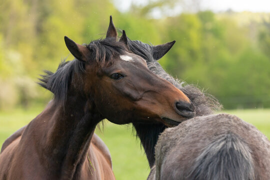 Pferde bei der Fellpflege