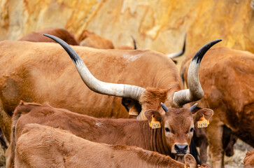 cow and calves of barrosa breed, traditional cattle breeding in the municipality of Montalegre. Northern Portugal. Tras-os-Montes