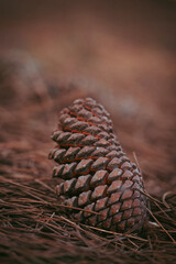pine cones on wood