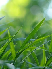 Vibrant green grass blades in natural sunlight