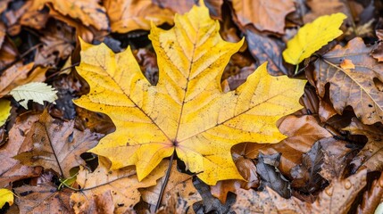 Vibrant autumn leaves on the ground