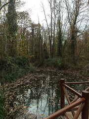 wooden bridge in the forest