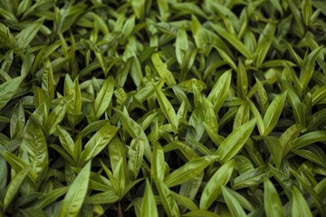 Fototapeta premium lush green foliage background