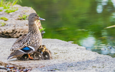 Female mallard duck gathers her ducklings under her as she stands on a flat rock near a lake.