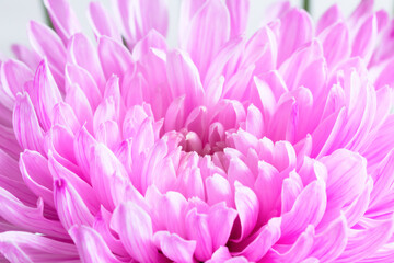 Pink Chrysantemum on White background, high key, copy space