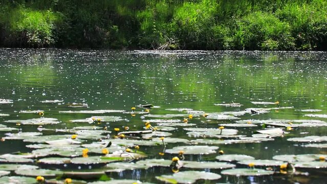 Sviluppo intenso di piante acquatiche sula riva del canale Piovego a Padova