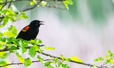 Closeup of a red-winged blackbird singing as it perches in a tree with bright spring leaves.