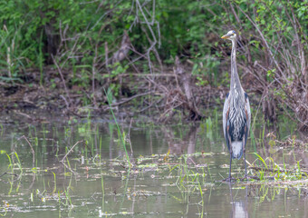Portrait of a great blue heron standing in a shallow lake near the shore in spring.