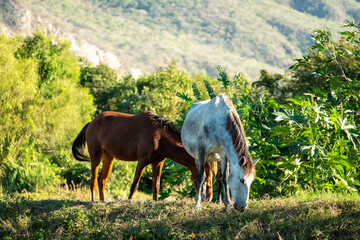 CABALLO © alfredo914