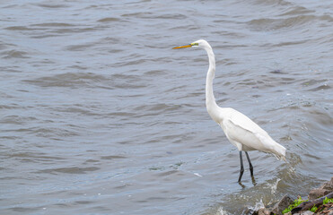 Portrait of a great egret, or white heron, standing in the shallow water next to the shore of a lake.