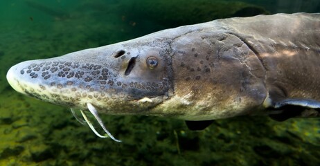 Sturgeon swims underwater, head of live sturgeon in water close-up