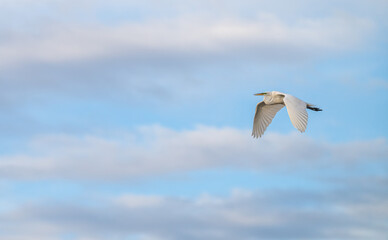 White heron, or great egret, flying against a blue sky with white puffy clouds.
