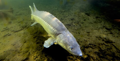 Sturgeon swims underwater, body of live sturgeon in water close-up © Bob