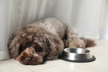 Cute Maltipoo dog near feeding bowl indoors. Lovely pet