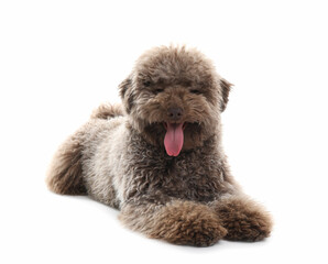 Cute Toy Poodle dog on white background