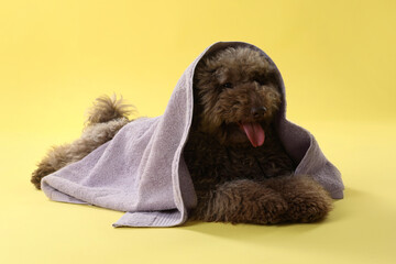 Cute Toy Poodle dog with towel on yellow background