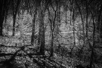 Spring season forest at Tuthill Park in Sioux Falls, Minnehaha County, South Dakota, black and white photo