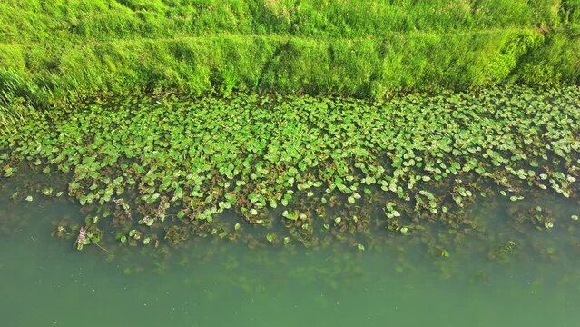 Sviluppo intenso di piante acquatiche sula riva del canale Piovego a Padova