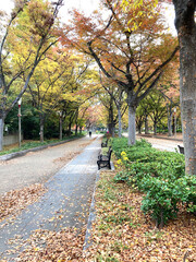 A beautiful autumn park with colorful foliage and benches