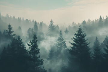 Stunning view of misty pine tree forest