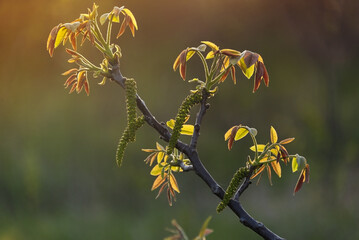 A branch of a blossoming walnut tree with the first pink buds and leaves in the rays of the morning...