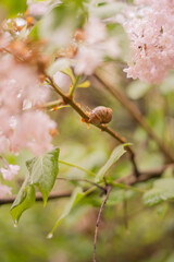 A Cute Garden Snail Pink Flower Bush Spring Time