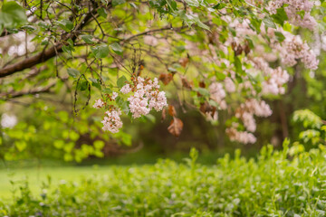Pretty Pink Spring Blossoms Framing Background