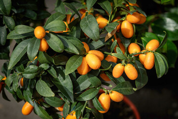Exotic kumquat fruits, rich fruit harvest close up