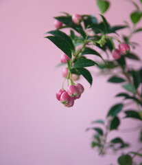 Fruits of lilly pilly, Syzýgium panicúlatum,   the magenta lilly pilly or magenta cherry, is a species of flowering plant in the myrtle family Myrtaceae, native to New South Wales, on pink background