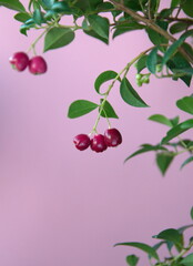 Fruits of lilly pilly, Syzýgium panicúlatum,   the magenta lilly pilly or magenta cherry, is a species of flowering plant in the myrtle family Myrtaceae, native to New South Wales, on pink background