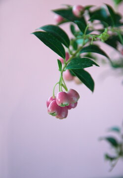 Fruits of lilly pilly, Syz&yacute;gium panic&uacute;latum,   the magenta lilly pilly or magenta cherry, is a species of flowering plant in the myrtle family Myrtaceae, native to New South Wales, on pink background
