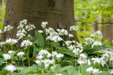 a large area of white blooming ramsons in the forest