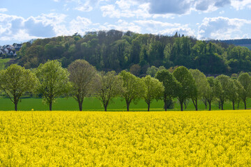 A line of green trees in front of  a yellow blooming field of rape in Göttingen, Germany,...