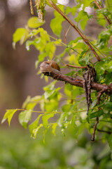 Little Antennas on Garden Snail in Tree