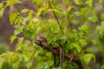 Little Antennas on Garden Snail in Tree