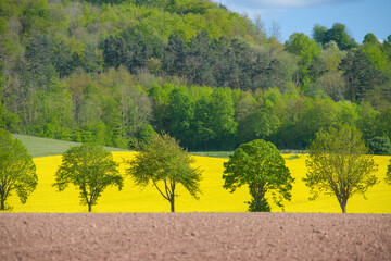 A line of green trees in front of  a yellow blooming field of rape in Göttingen, Germany,...