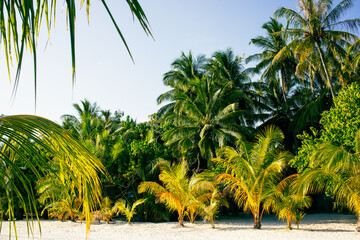 amazing tropical island with palm trees