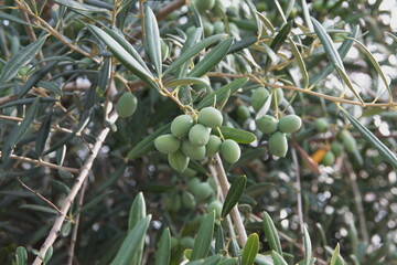 Branch of  olive with fruits,  mediterranean olive tree, Olea europeana sylvestris 