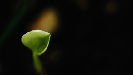 Green seedling illustrating concept of new life and beginning to grow.