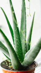 Aloe vera plant in a pot on a white background.