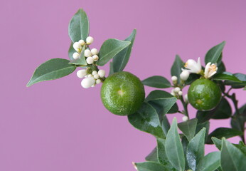 Blossom of chinotto, Citrus myrtifolia with fruits, the myrtle-leaved orange tree, on lilac pink...
