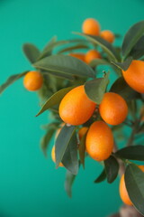  Kumquat tree,  with orange fruit, fortunella margarita, ornamental houseplant native to Southern China, on green background