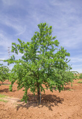 Almond tree plantation on springtime