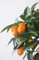  Kumquat tree,  with orange fruit, fortunella margarita, ornamental houseplant native to Southern...