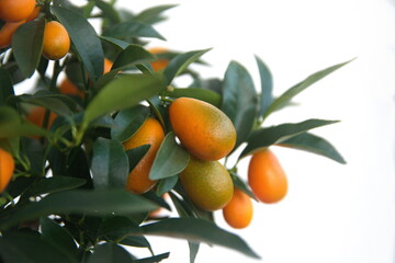  Kumquat tree,  with orange fruits, fortunella margarita, ornamental houseplant native to Southern...
