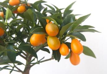  Kumquat tree,  with orange fruits, fortunella margarita, ornamental houseplant native to Southern China, on white background